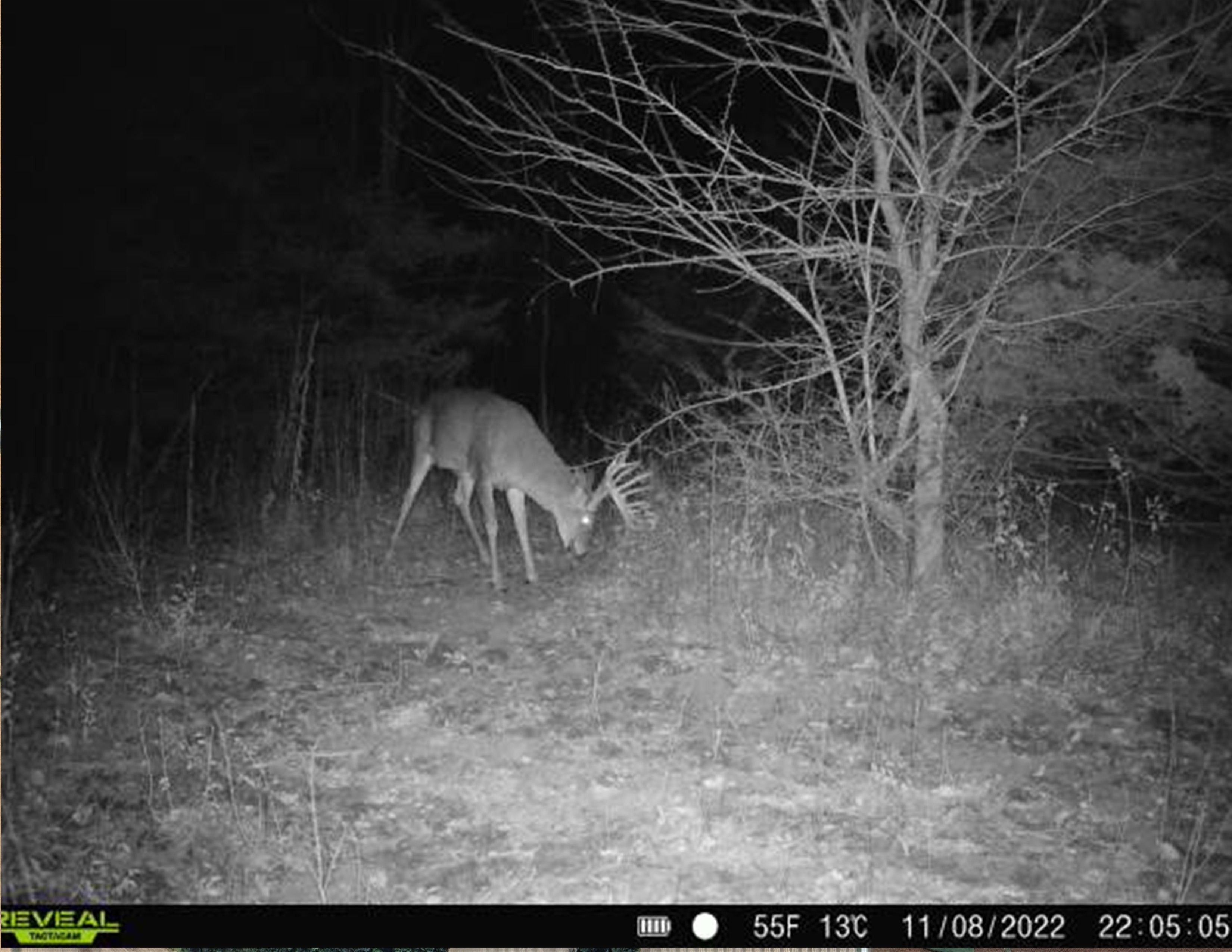 Listing Photo: Deer Ten Acre 11